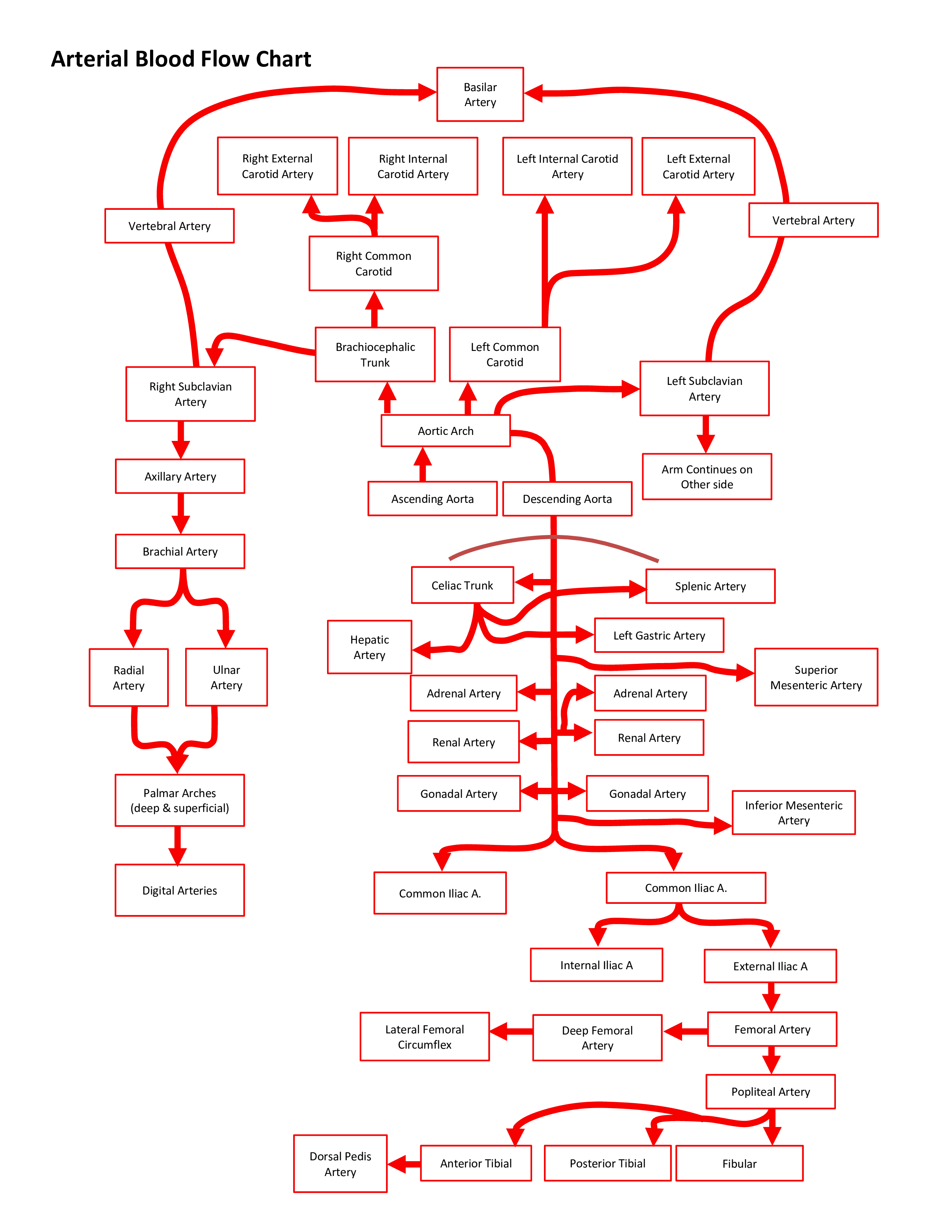 Arterial Blood Flow Chart main image