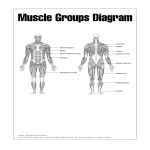 template topic preview image Human Muscle Chart
