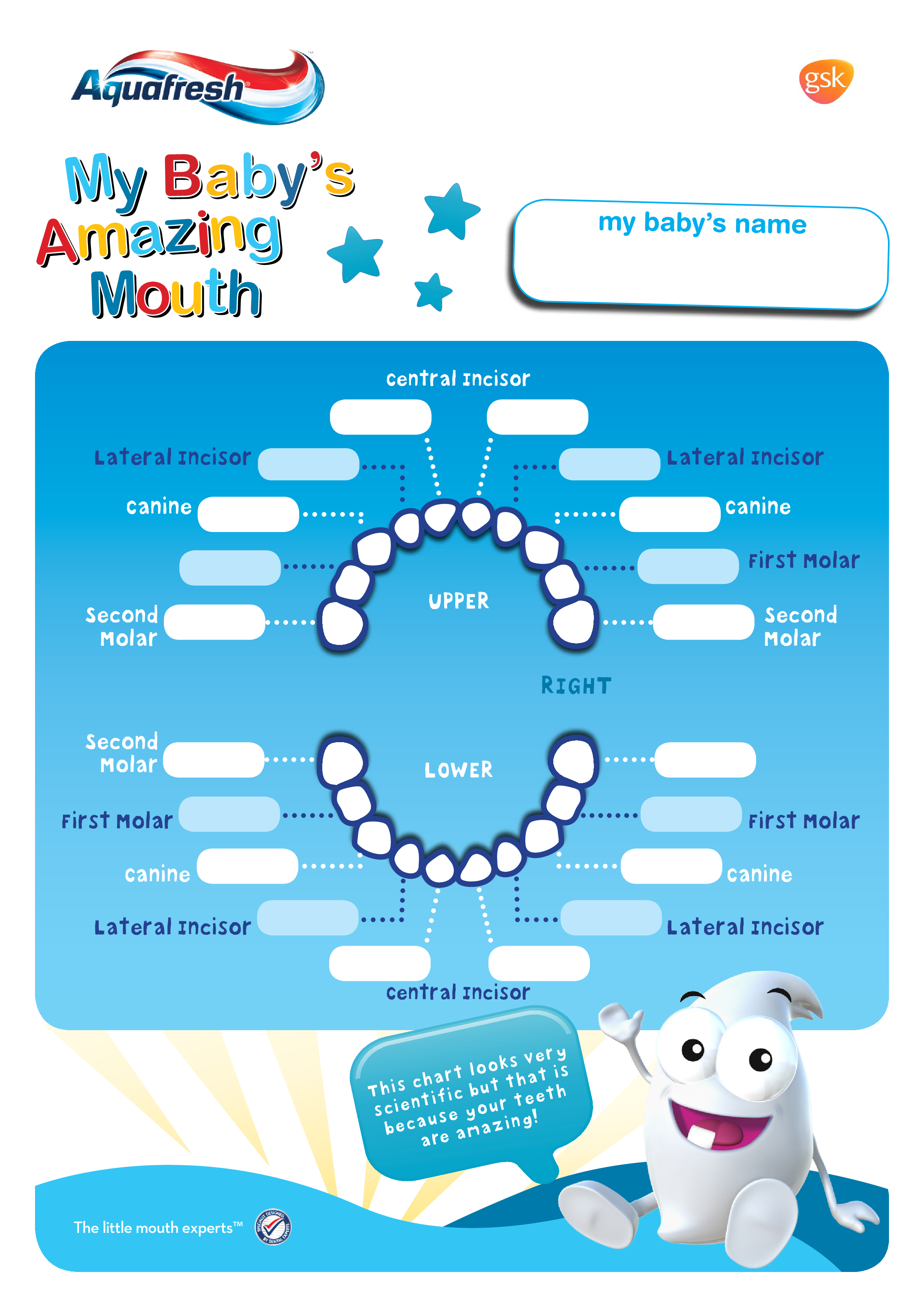 Printable Baby Teeth Chart 模板