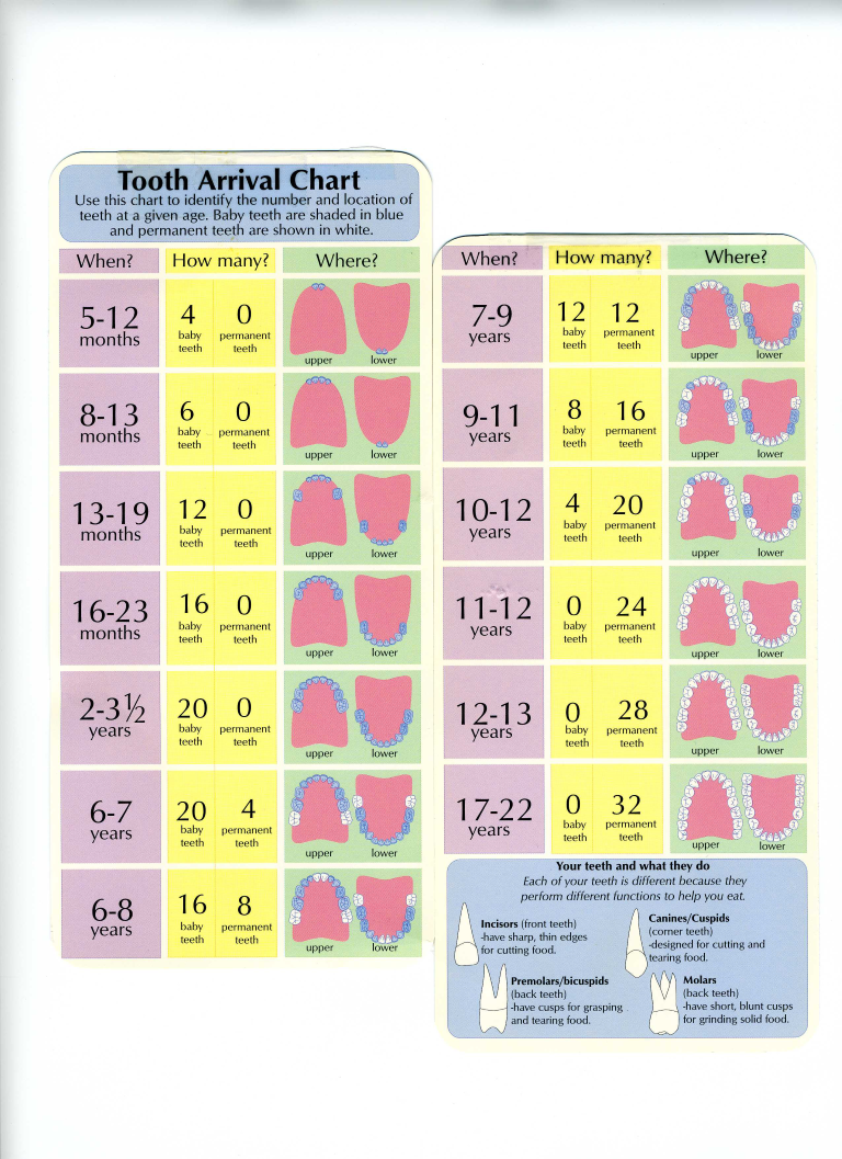 baby teeth arrival chart template