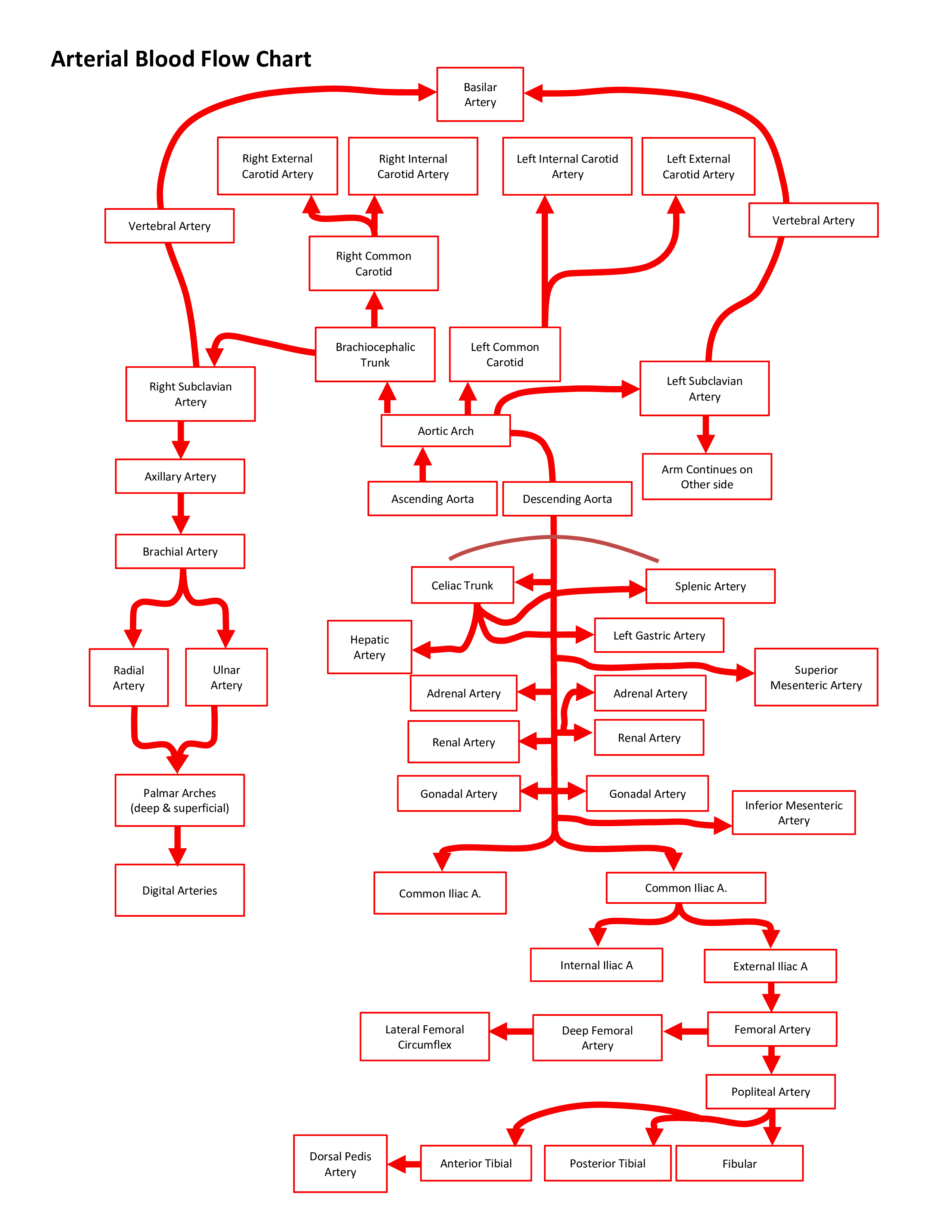 arterial blood flow chart template