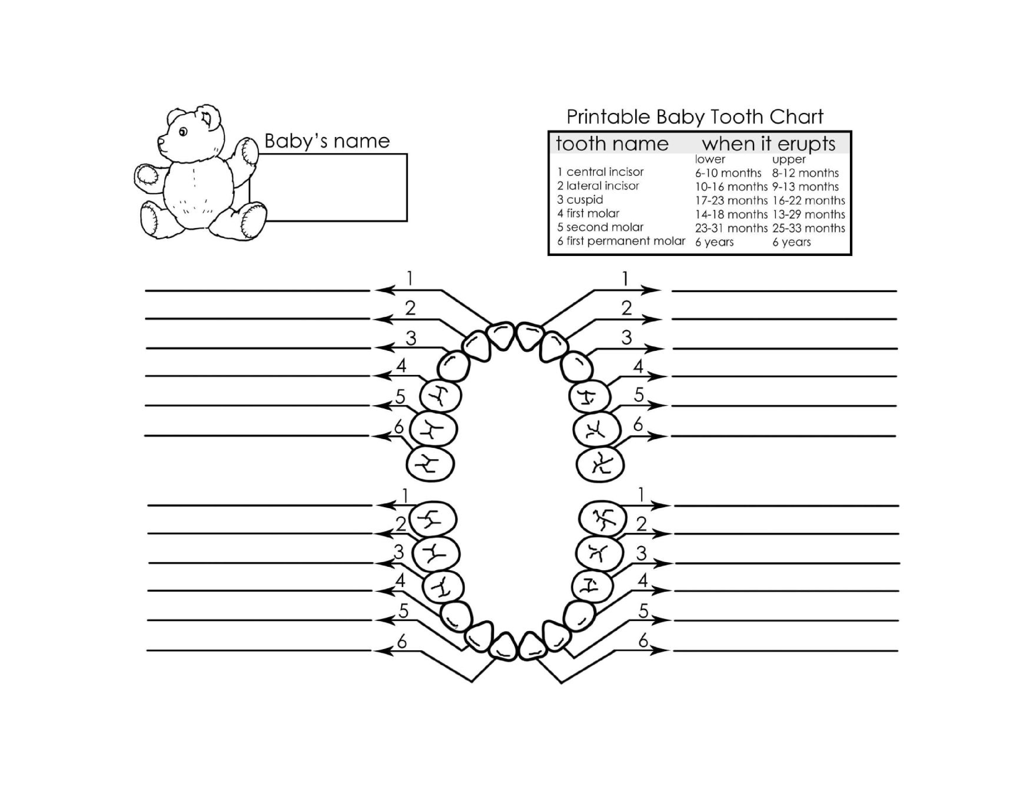 Baby Milk Teeth Chart