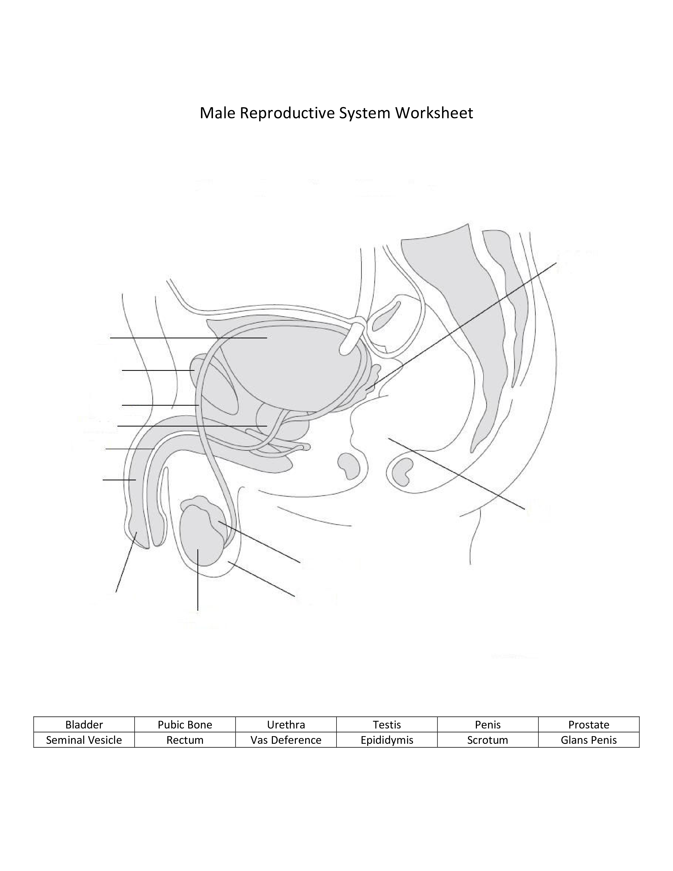 male reproductive system worksheet modèles