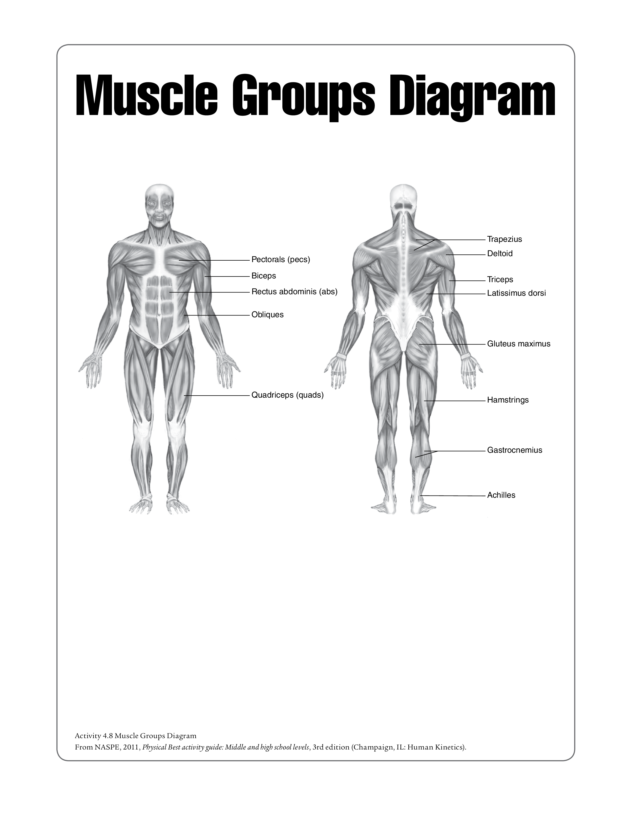 human muscle chart modèles