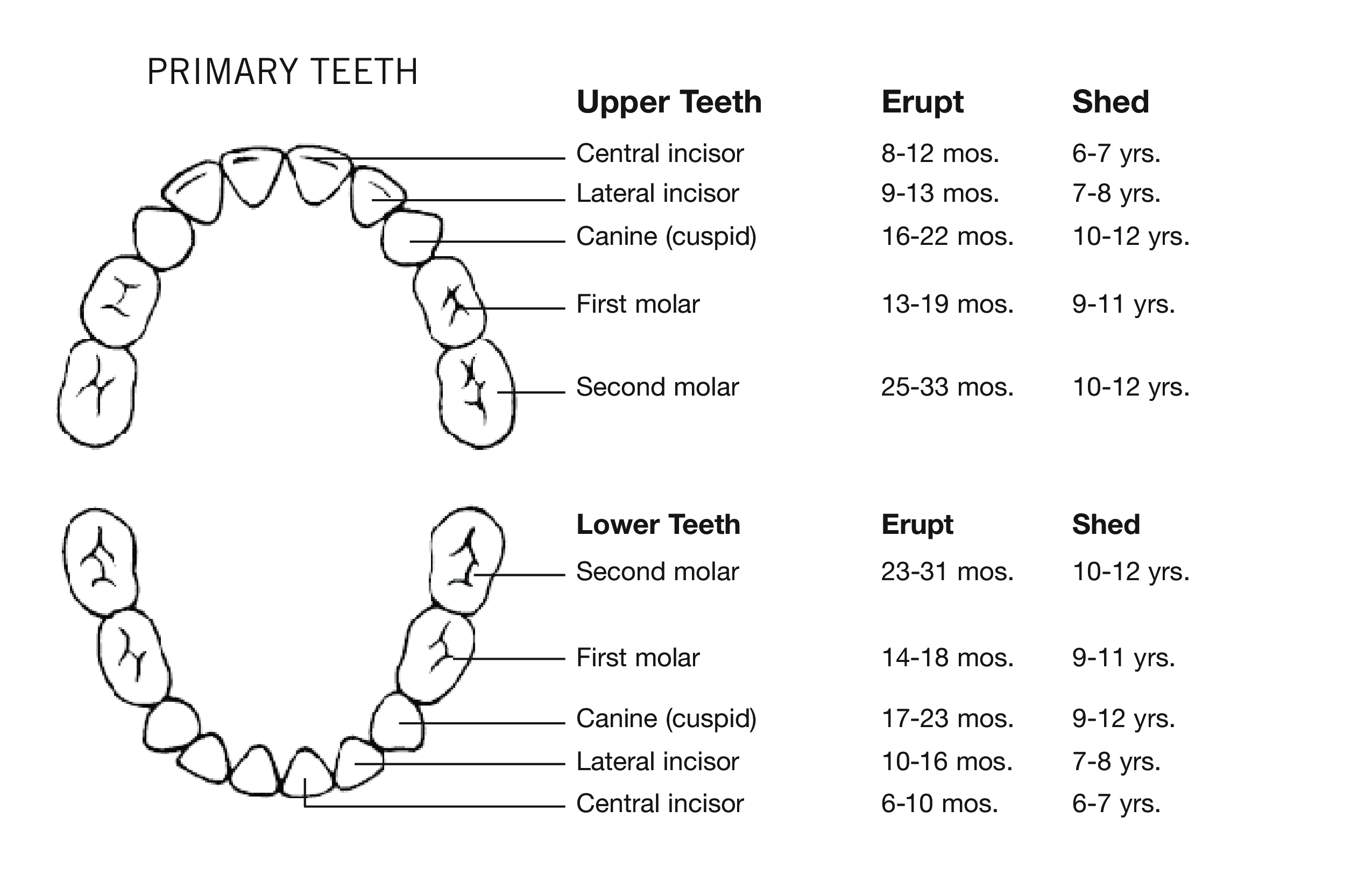 Deciduous Teeth Chart Letters