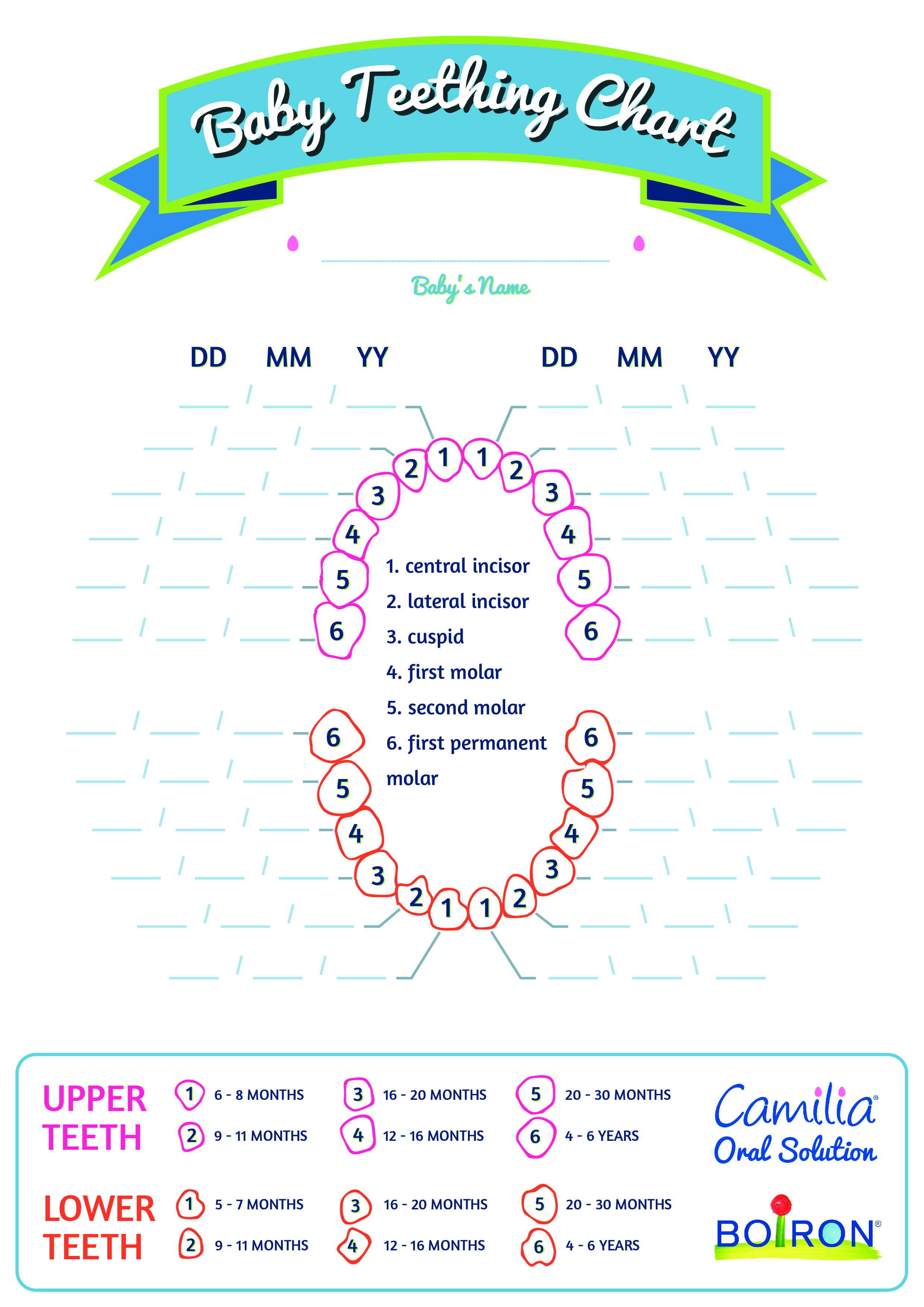 basic baby teething chart template