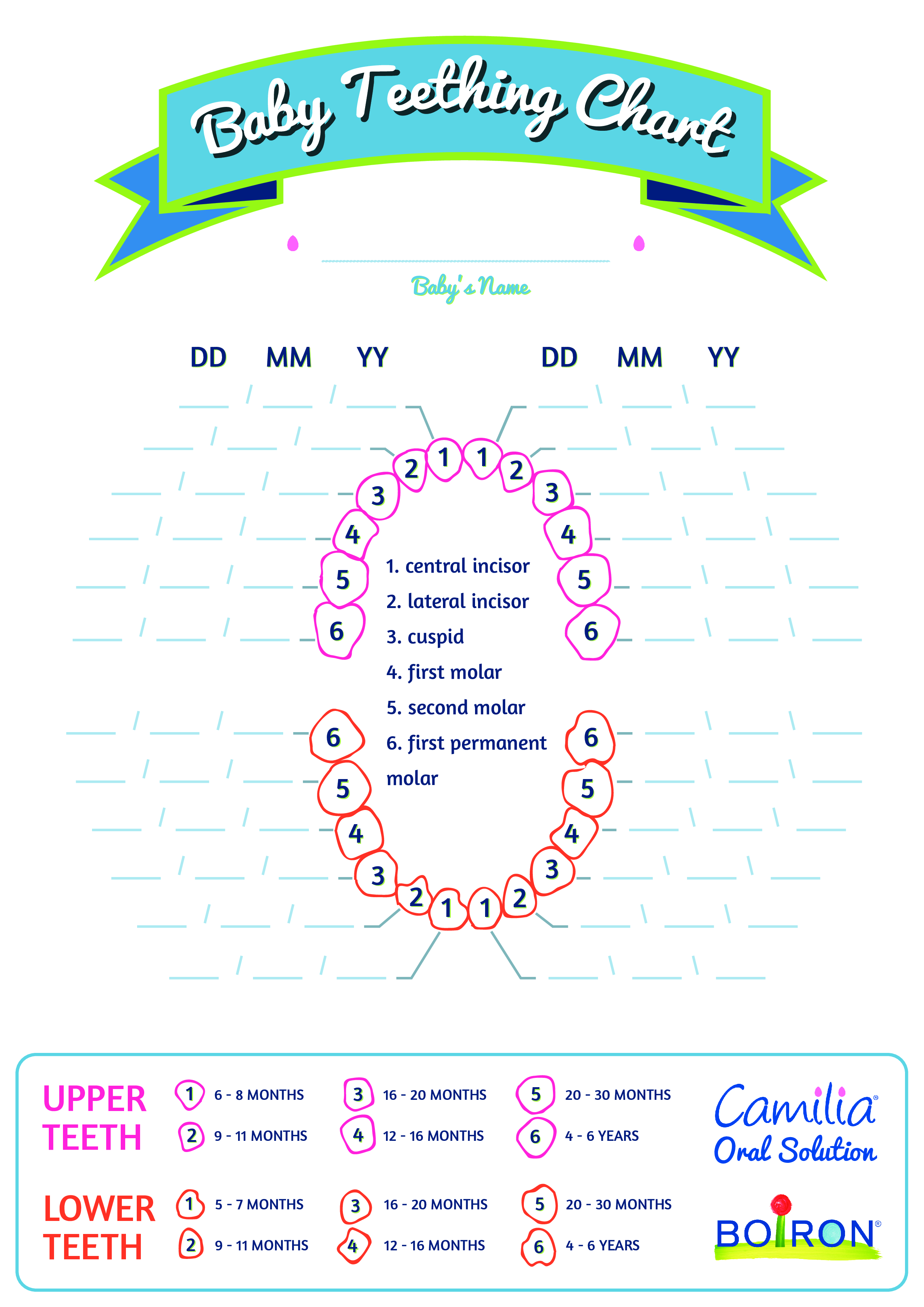 Teething Chart