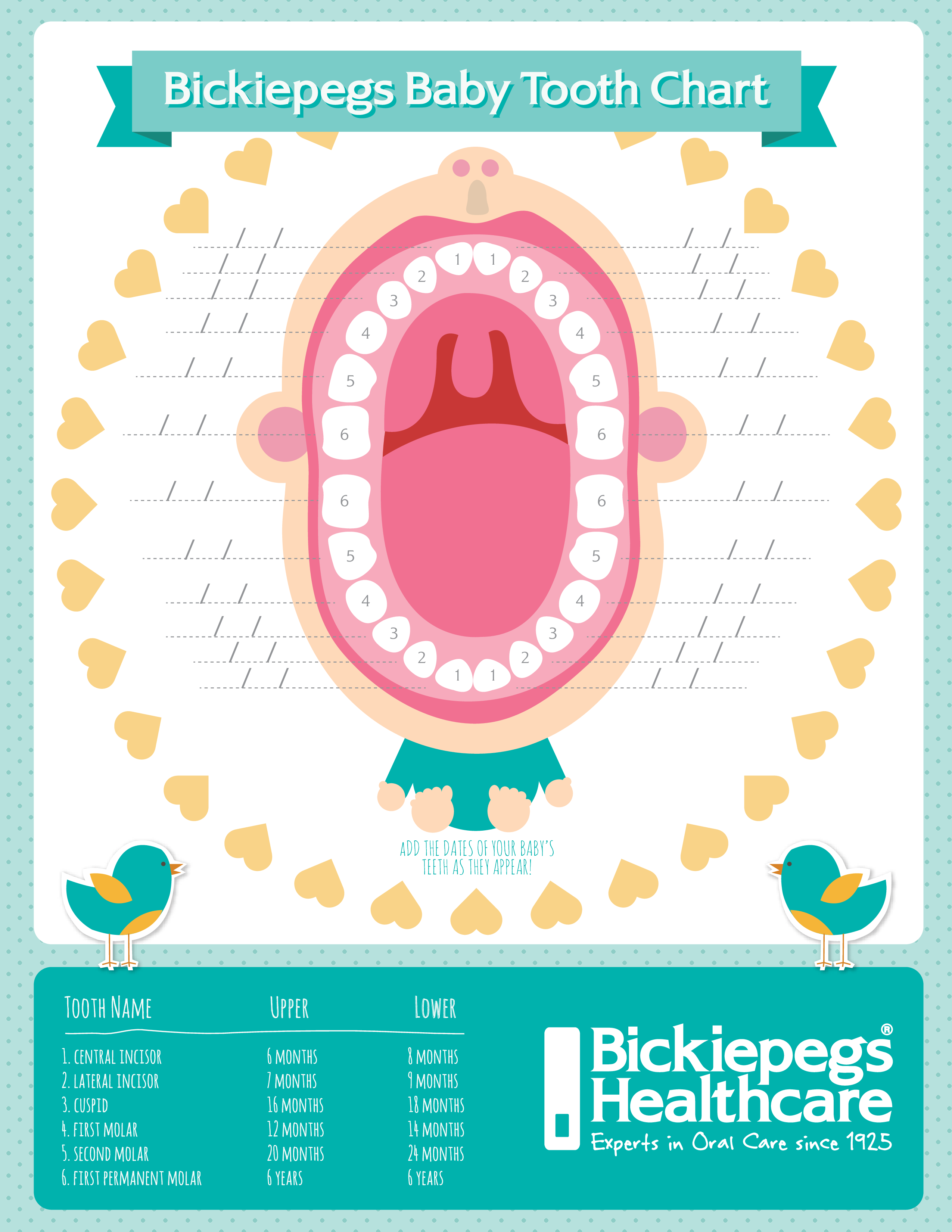 baby teething age chart template