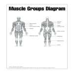 Human Muscle Chart gratis en premium templates