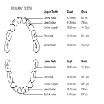Baby Eruption Teeth Chart gratis en premium templates