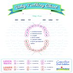 Basic Baby Teething Chart gratis en premium templates