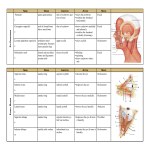 Body Muscle Chart gratis en premium templates