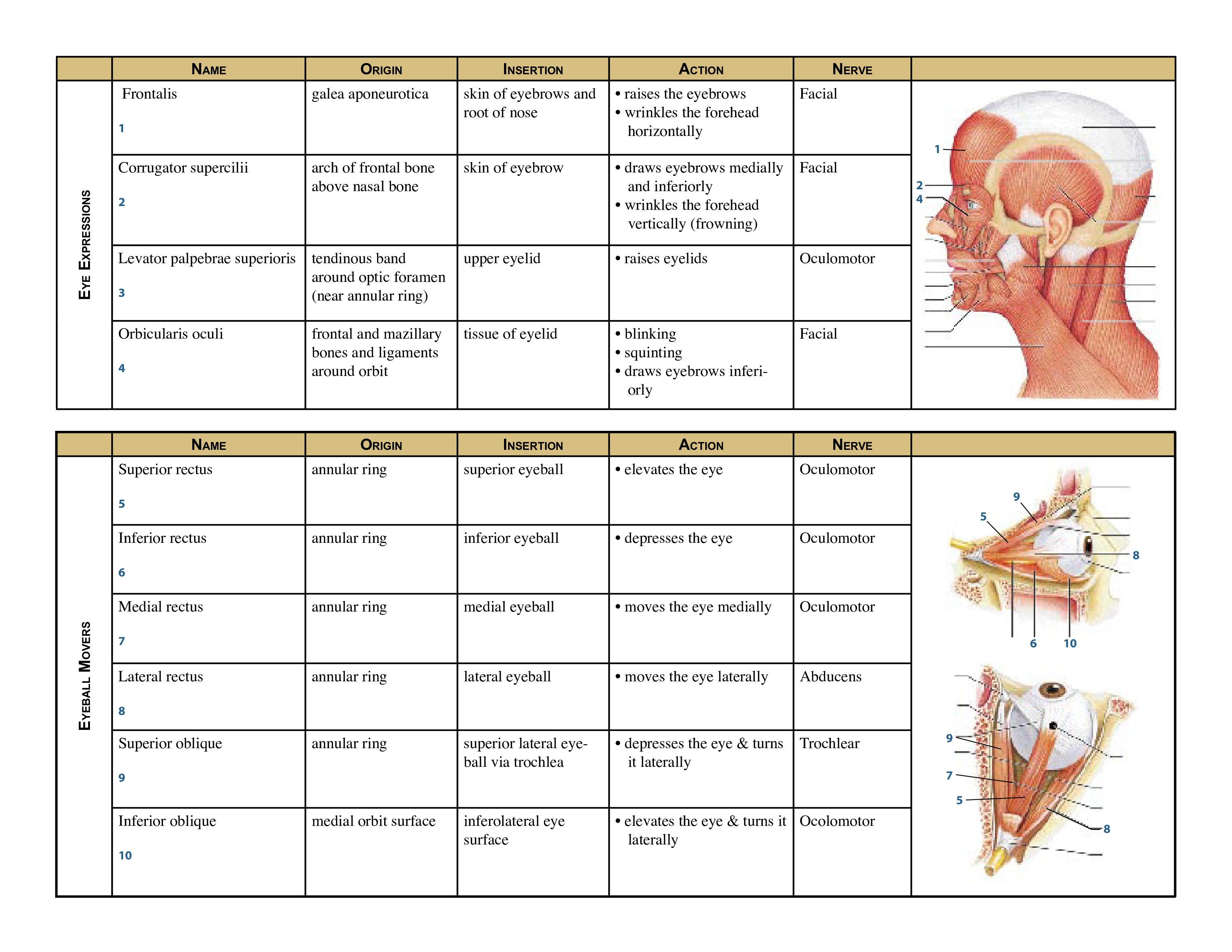 body muscle chart template