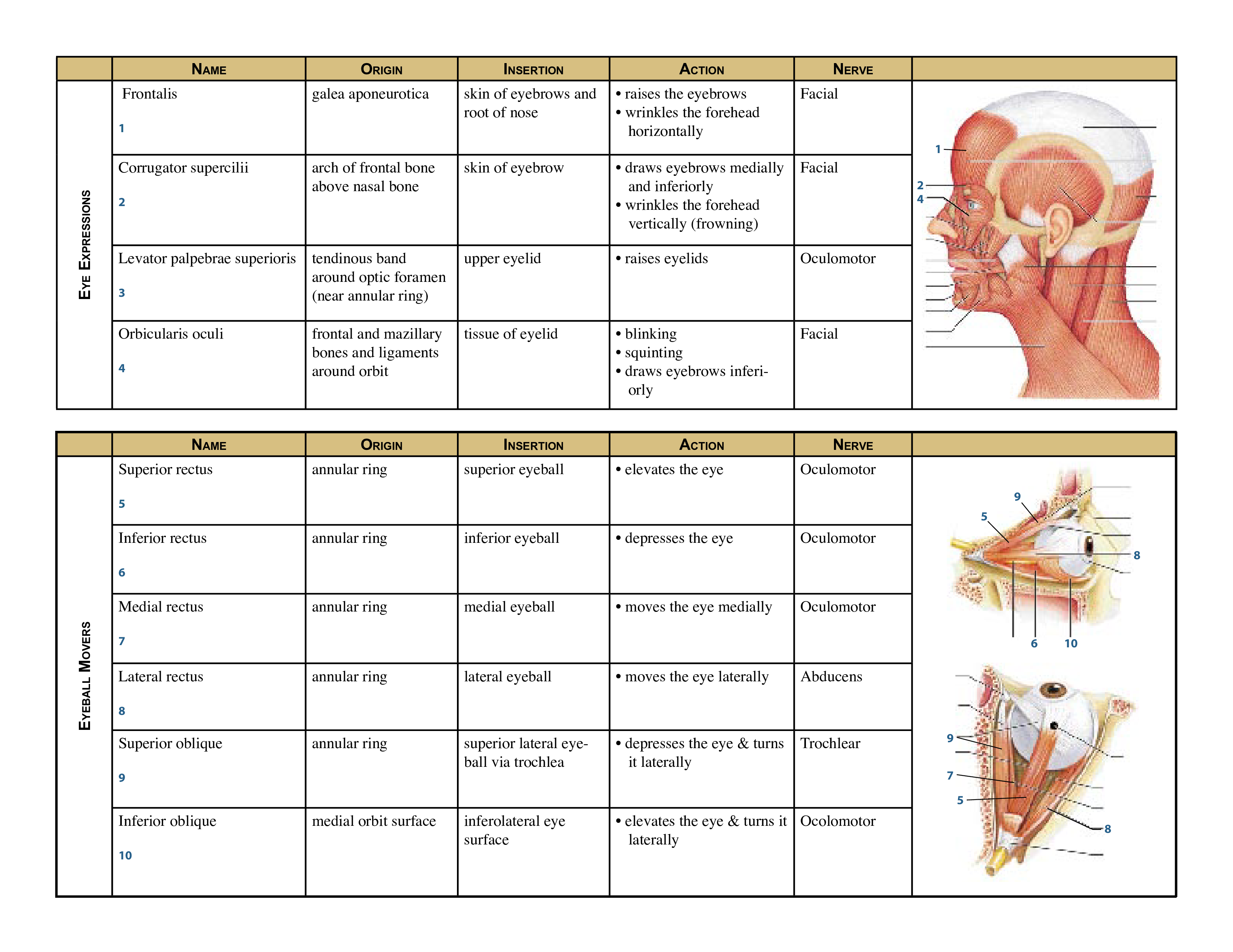 body muscle chart modèles