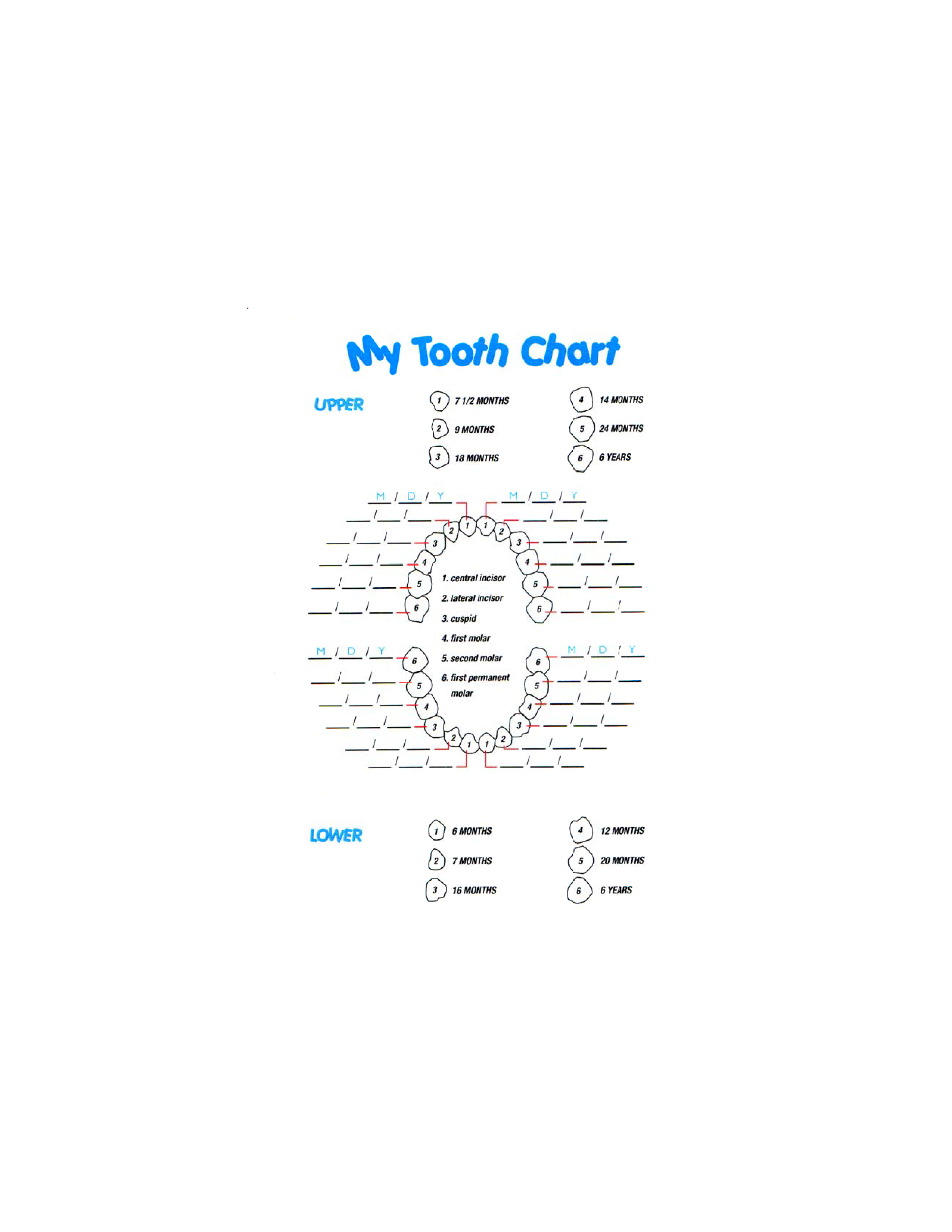 Baby Teeth Timeline Chart 模板