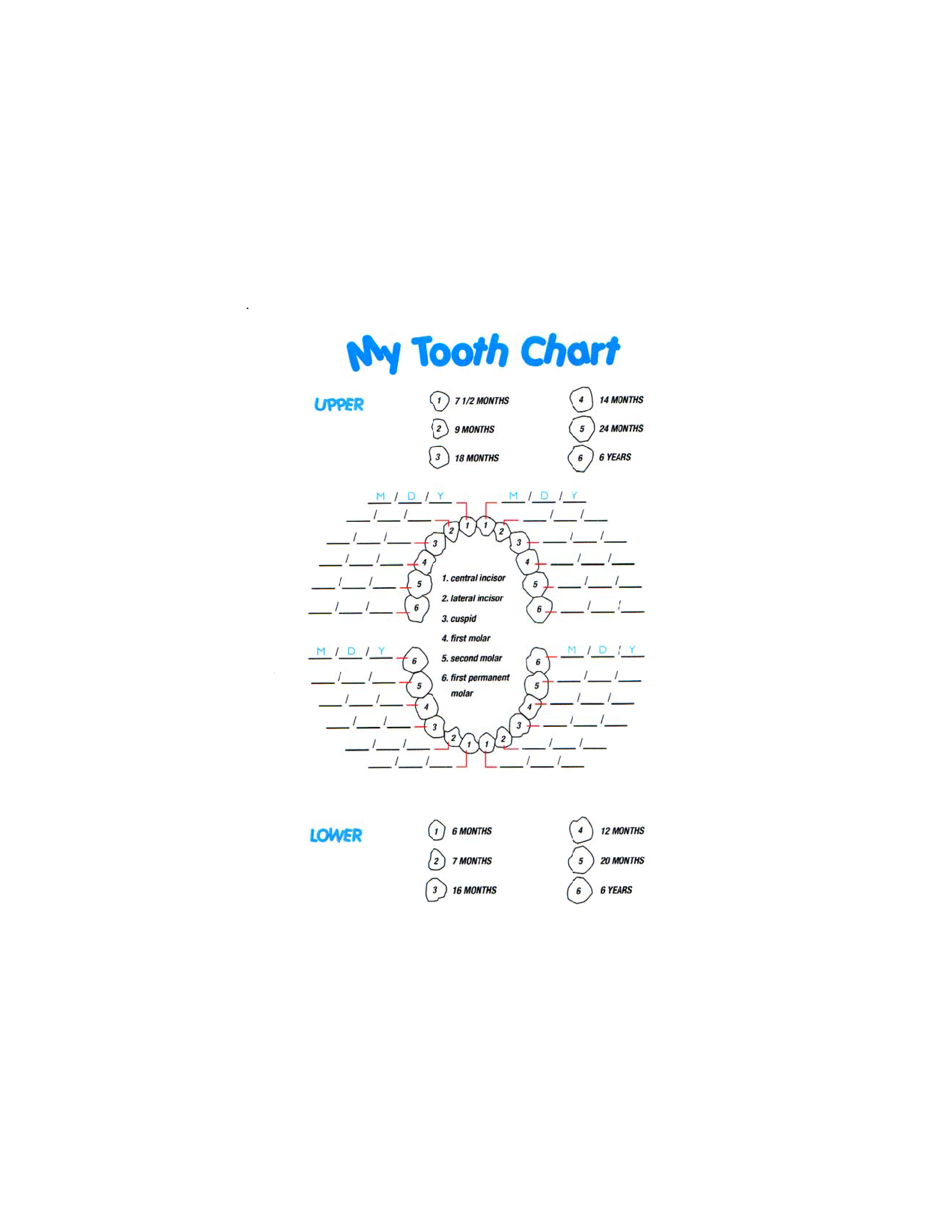 Baby Teeth Timeline Chart